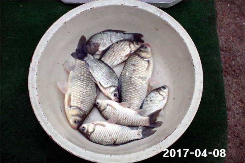 4짜와 마릿수 (유료터정보 - 유료터점주조황)