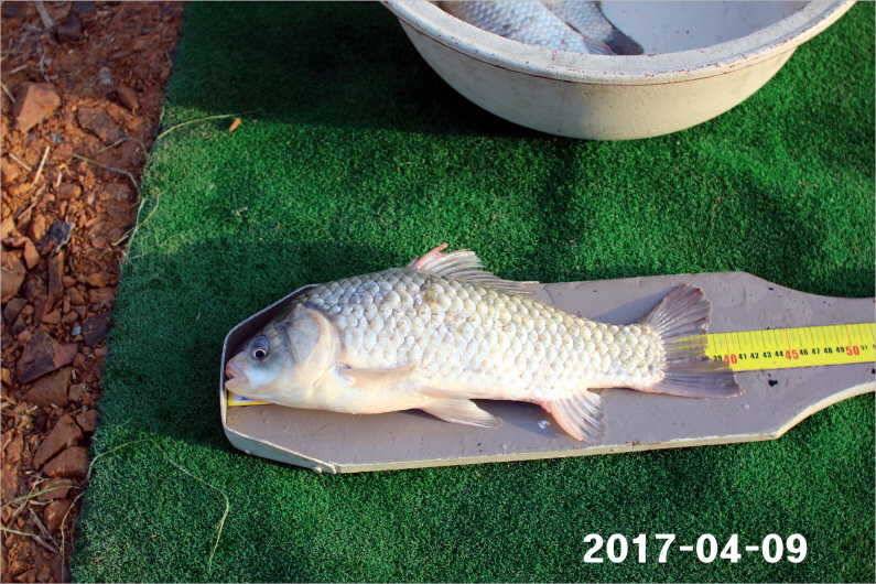 4짜와 마릿수 (유료터정보 - 유료터점주조황)