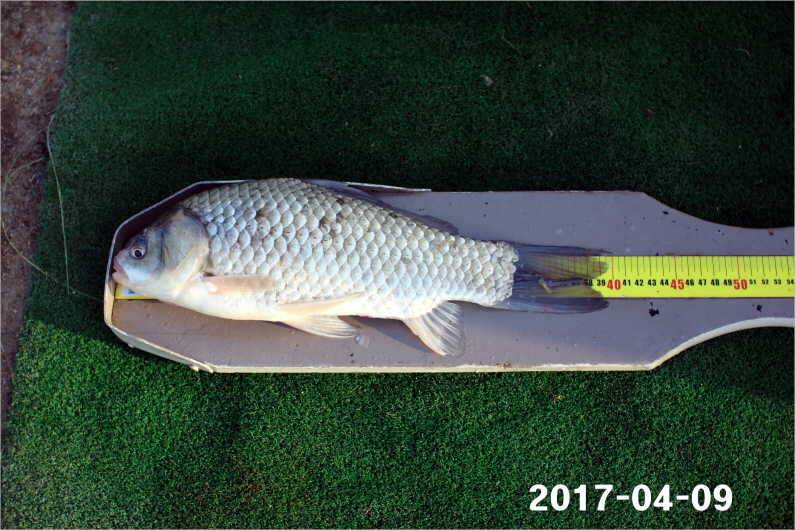 4짜와 마릿수 (유료터정보 - 유료터점주조황)