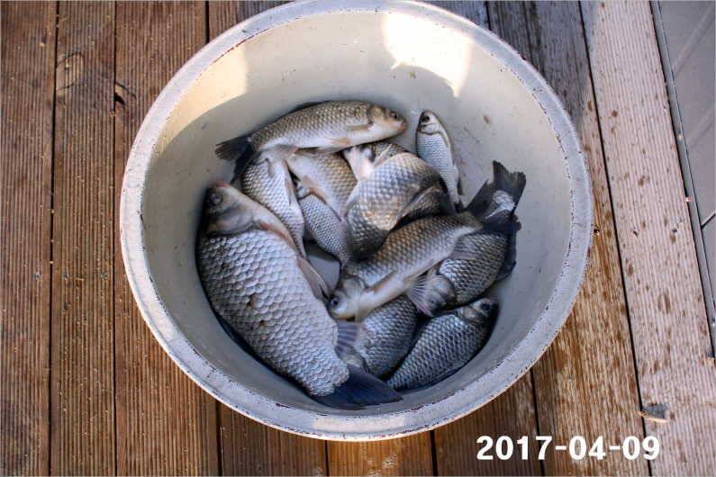 4짜와 마릿수 (유료터정보 - 유료터점주조황)