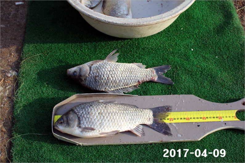 4짜와 마릿수 (유료터정보 - 유료터점주조황)