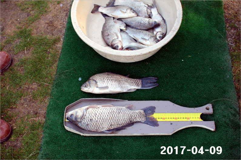 4짜와 마릿수 (유료터정보 - 유료터점주조황)