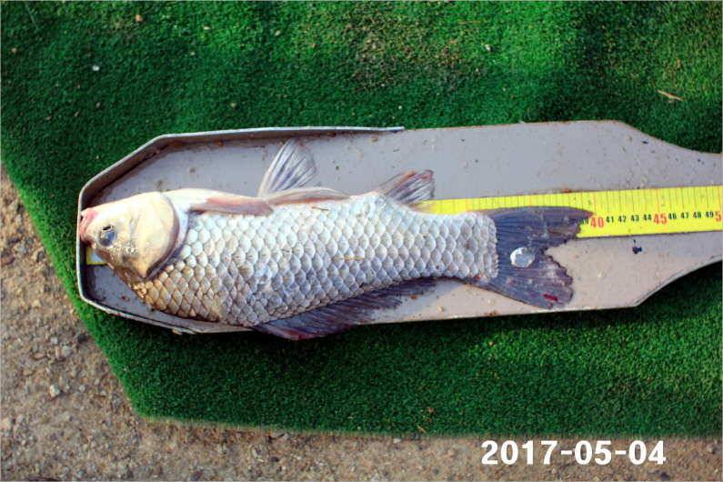 1박 4짜3마리씩 (유료터정보 - 유료터점주조황)