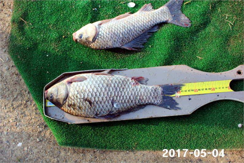 1박 4짜3마리씩 (유료터정보 - 유료터점주조황)