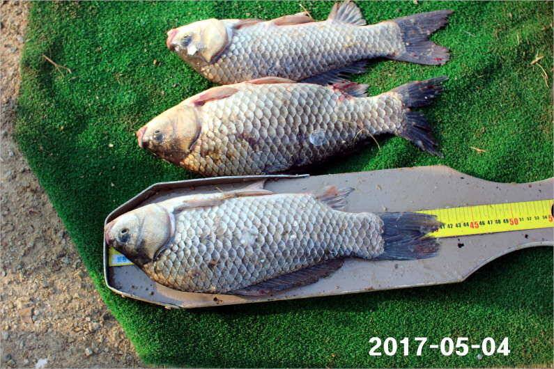 1박 4짜3마리씩 (유료터정보 - 유료터점주조황)