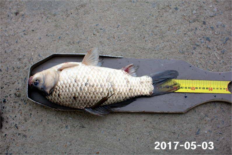 1박 4짜3마리씩 (유료터정보 - 유료터점주조황)