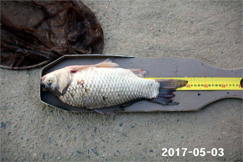1박 4짜3마리씩 (유료터정보 - 유료터점주조황)