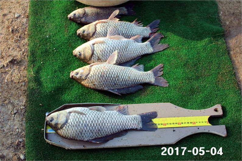 1박 4짜3마리씩 (유료터정보 - 유료터점주조황)