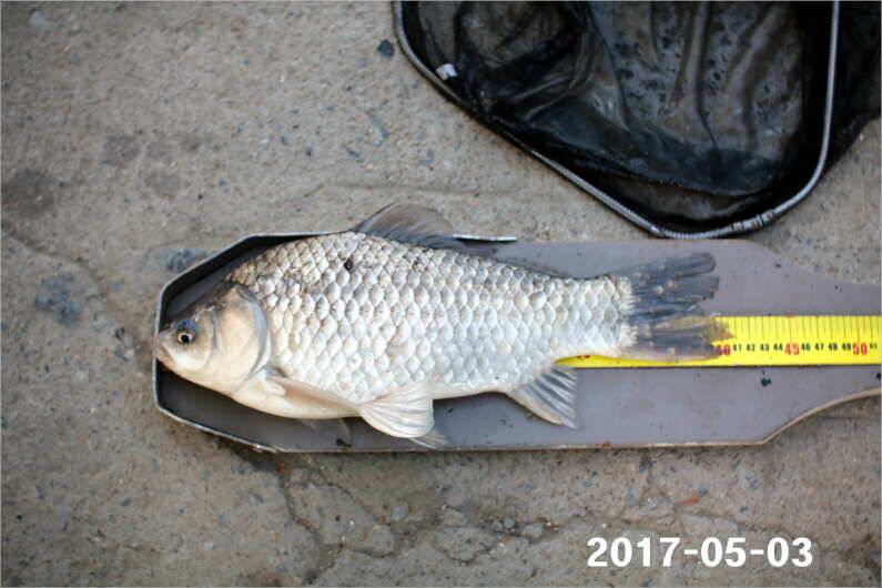 1박 4짜3마리씩 (유료터정보 - 유료터점주조황)