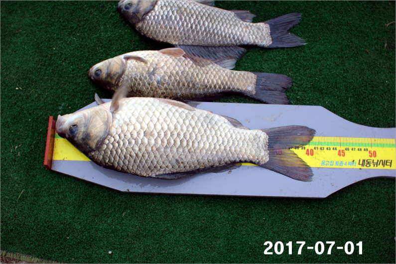 4짜 마릿수 조황 (유료터정보 - 유료터점주조황)