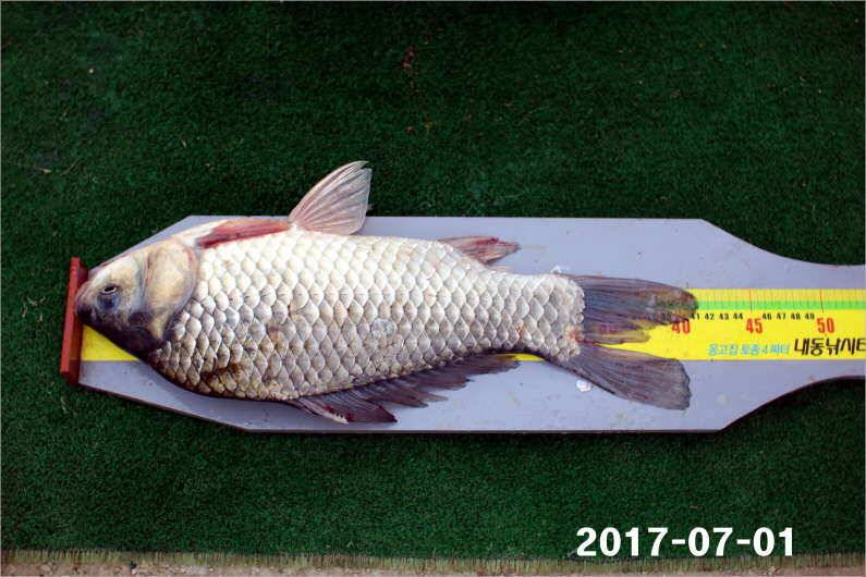 4짜 마릿수 조황 (유료터정보 - 유료터점주조황)
