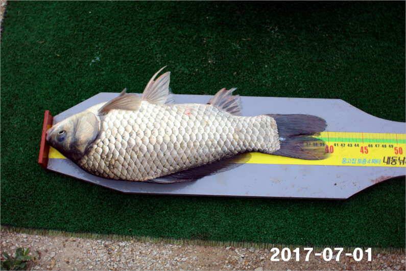 4짜 마릿수 조황 (유료터정보 - 유료터점주조황)