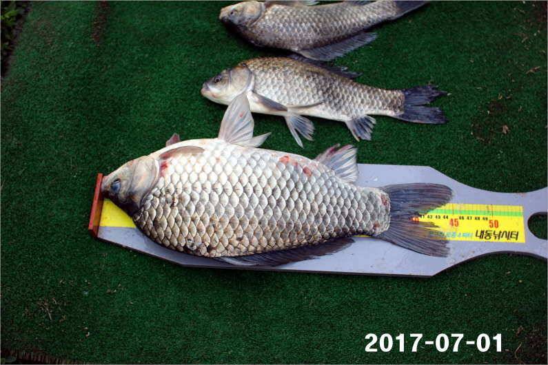4짜 마릿수 조황 (유료터정보 - 유료터점주조황)