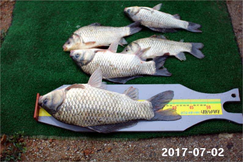 4짜 마릿수 조황 (유료터정보 - 유료터점주조황)
