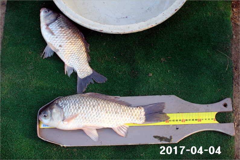 4짜 100마리 (유료터정보 - 유료터점주조황)