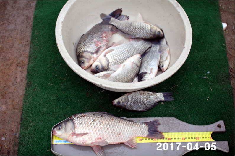 4짜 100마리 (유료터정보 - 유료터점주조황)