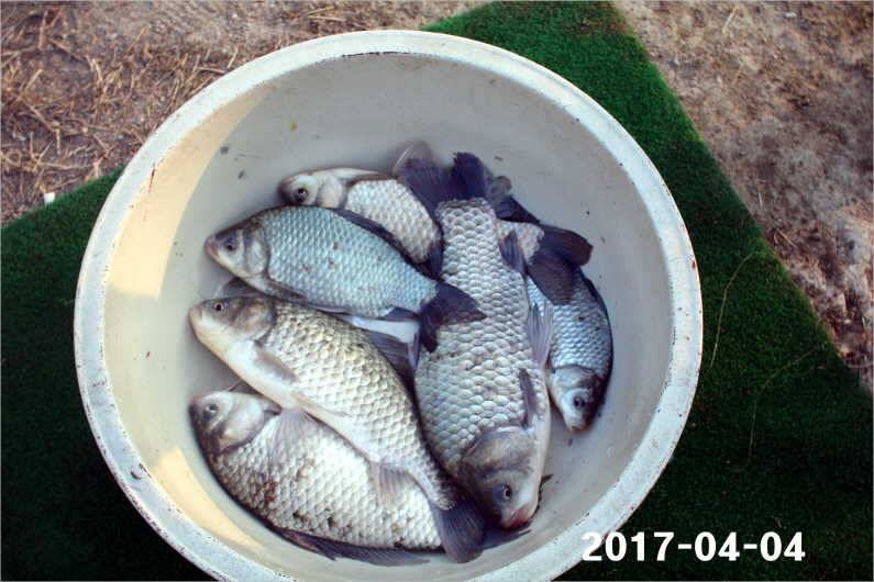 4짜 100마리 (유료터정보 - 유료터점주조황)