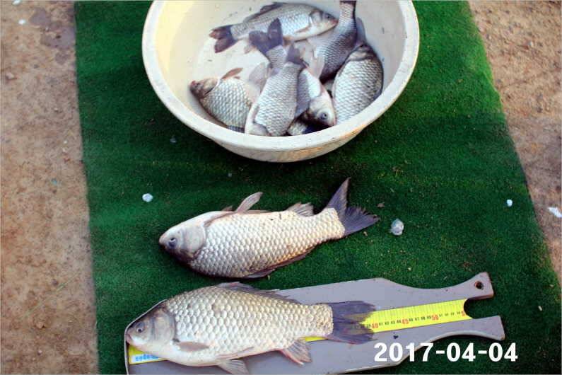 4짜 100마리 (유료터정보 - 유료터점주조황)