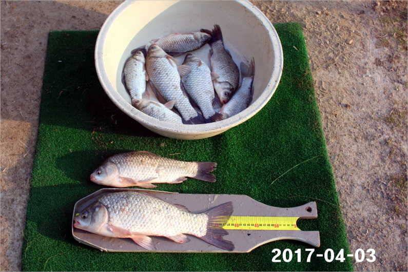 4짜 100마리 (유료터정보 - 유료터점주조황)