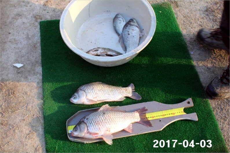 4짜 100마리 (유료터정보 - 유료터점주조황)