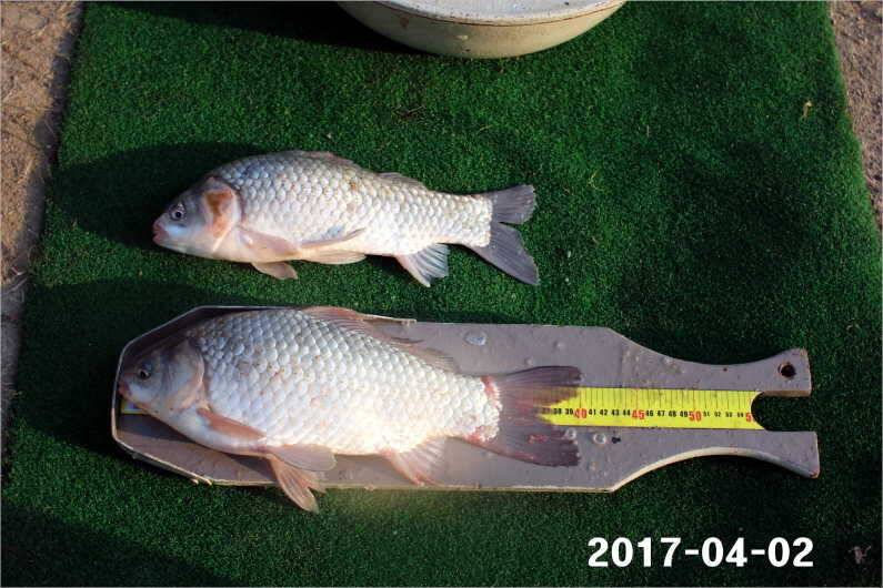 4짜 100마리 (유료터정보 - 유료터점주조황)