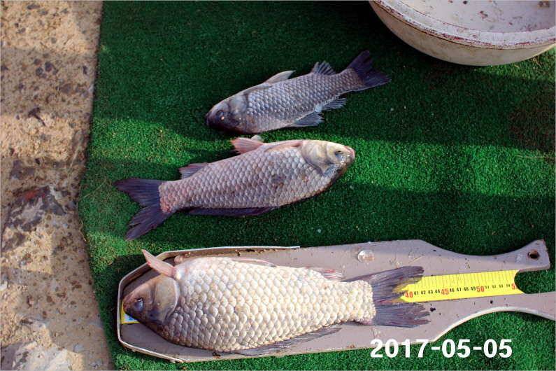 여성 조사도 4짜 왕 (유료터정보 - 유료터점주조황)