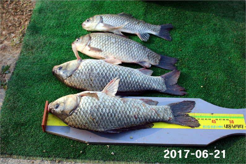 1년 12달 만수 (유료터정보 - 유료터점주조황)