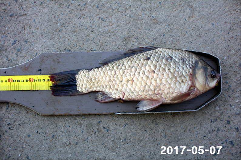 여성 조사도 4짜 왕 (유료터정보 - 유료터점주조황)
