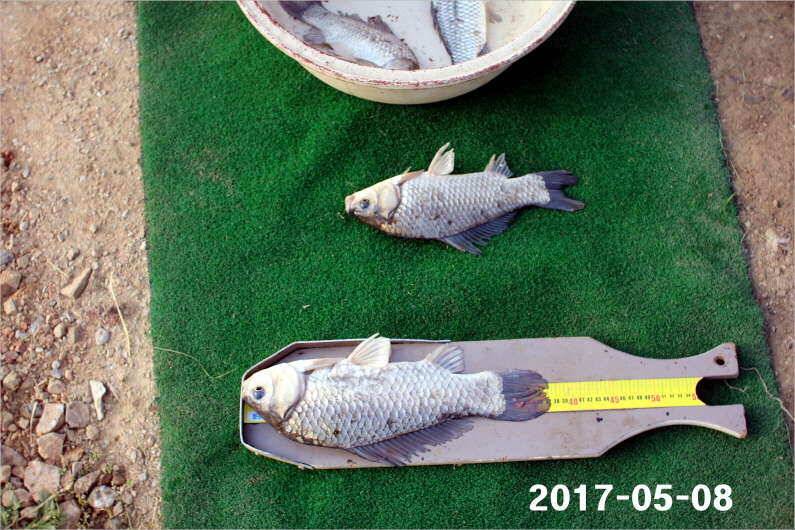 여성 조사도 4짜 왕 (유료터정보 - 유료터점주조황)