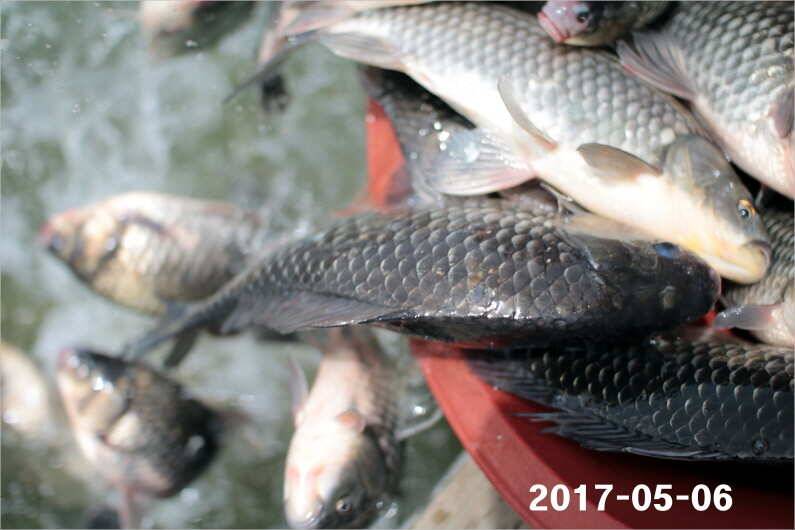 여성 조사도 4짜 왕 (유료터정보 - 유료터점주조황)