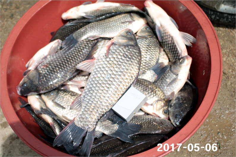 여성 조사도 4짜 왕 (유료터정보 - 유료터점주조황)
