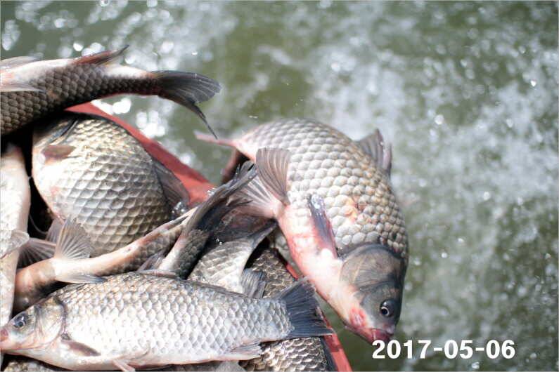 여성 조사도 4짜 왕 (유료터정보 - 유료터점주조황)