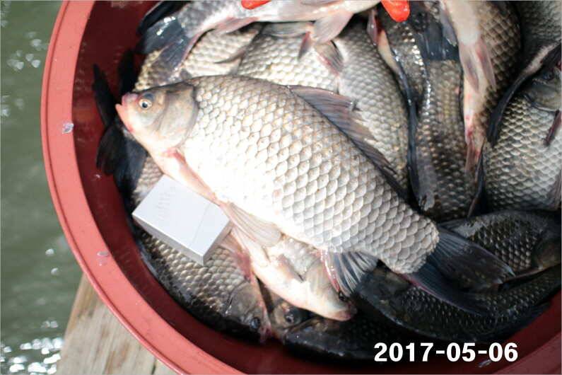 여성 조사도 4짜 왕 (유료터정보 - 유료터점주조황)