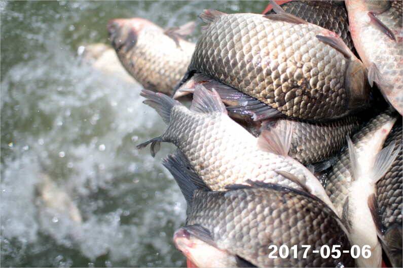여성 조사도 4짜 왕 (유료터정보 - 유료터점주조황)