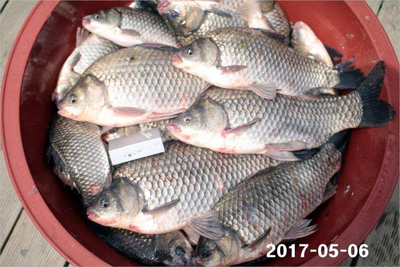 여성 조사도 4짜 왕 (유료터정보 - 유료터점주조황)