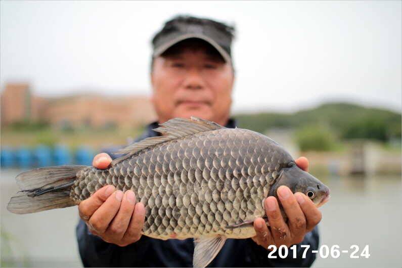 조황과 방류 (유료터정보 - 유료터점주조황)