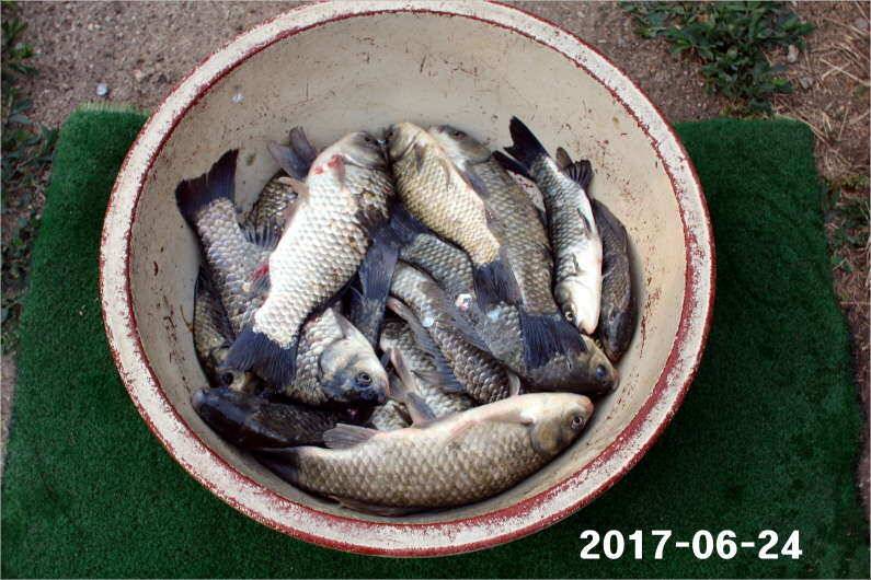 조황과 방류 (유료터정보 - 유료터점주조황)