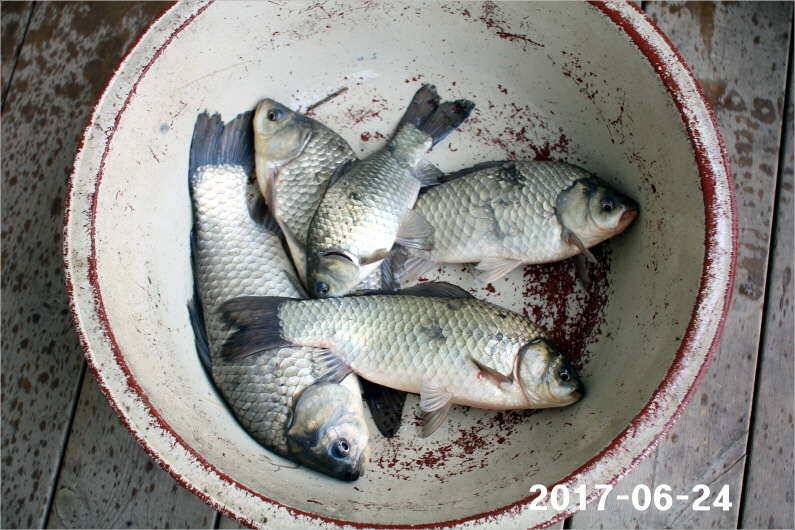 조황과 방류 (유료터정보 - 유료터점주조황)