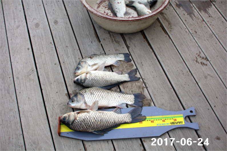 조황과 방류 (유료터정보 - 유료터점주조황)