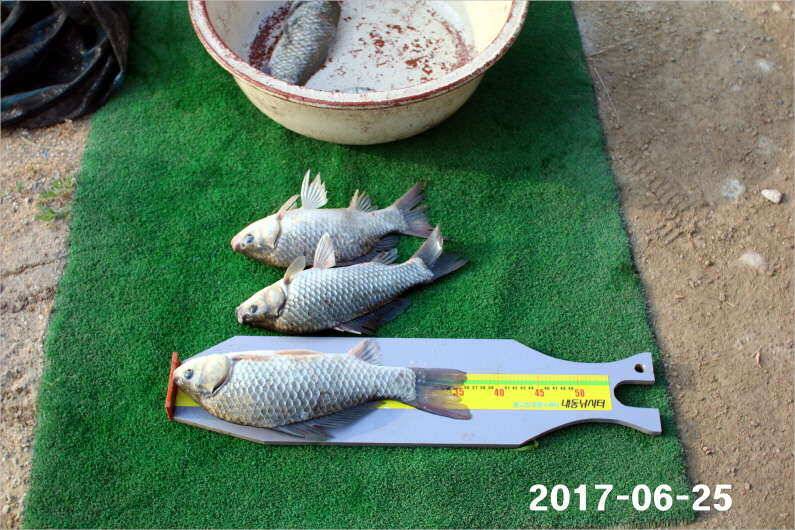 조황과 방류 (유료터정보 - 유료터점주조황)