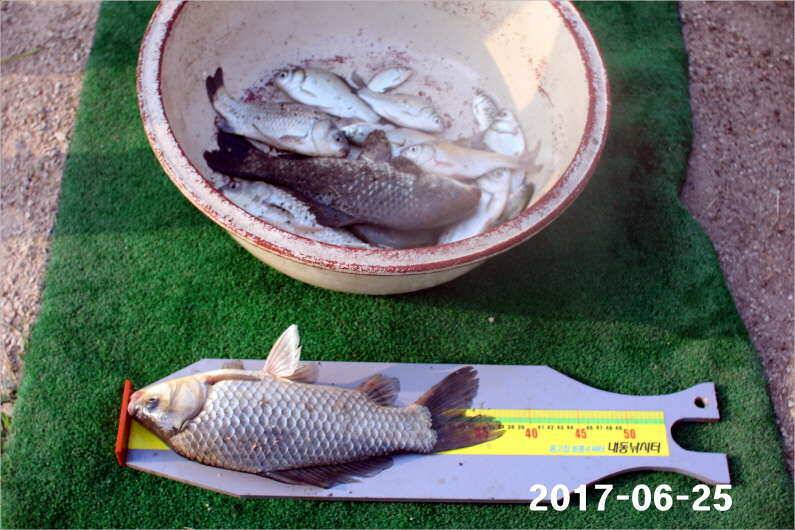 조황과 방류 (유료터정보 - 유료터점주조황)