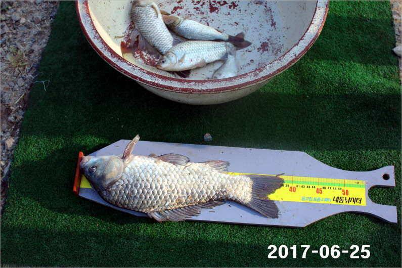 조황과 방류 (유료터정보 - 유료터점주조황)