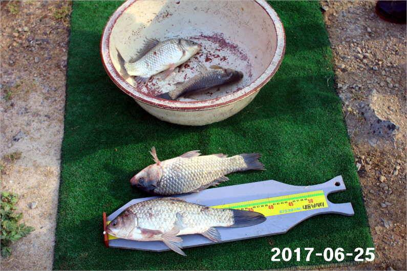조황과 방류 (유료터정보 - 유료터점주조황)