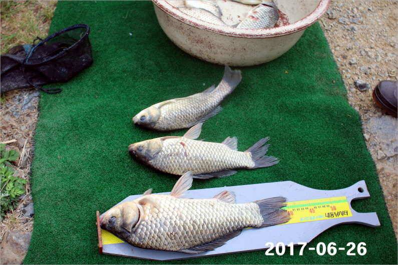조황과 방류 (유료터정보 - 유료터점주조황)