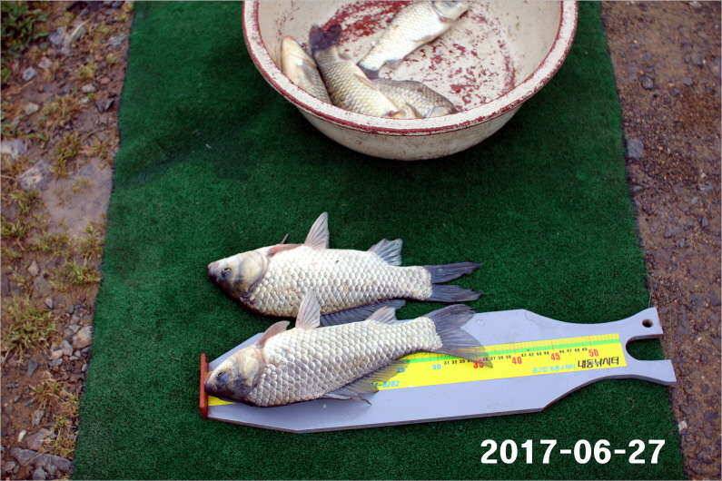 조황과 방류 (유료터정보 - 유료터점주조황)