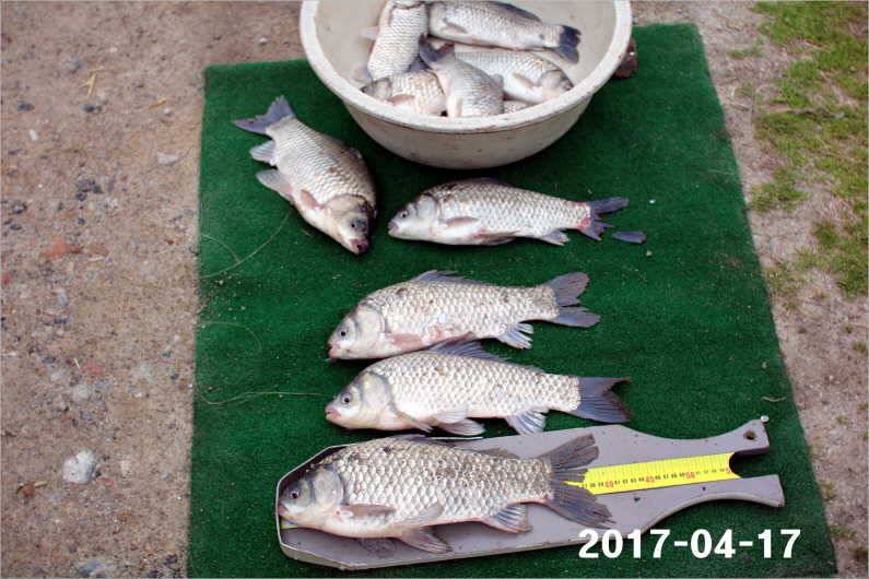 4짜 풍년 (유료터정보 - 유료터점주조황)