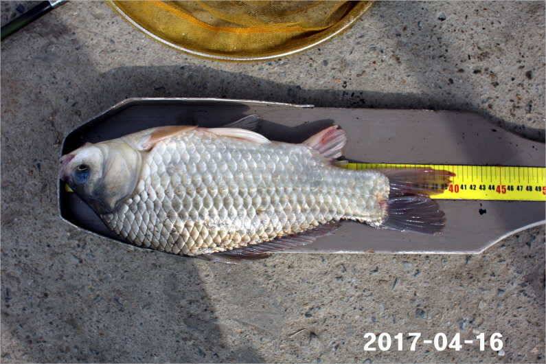 4짜 풍년 (유료터정보 - 유료터점주조황)