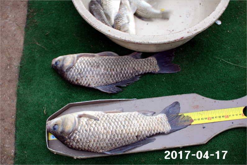 4짜 풍년 (유료터정보 - 유료터점주조황)