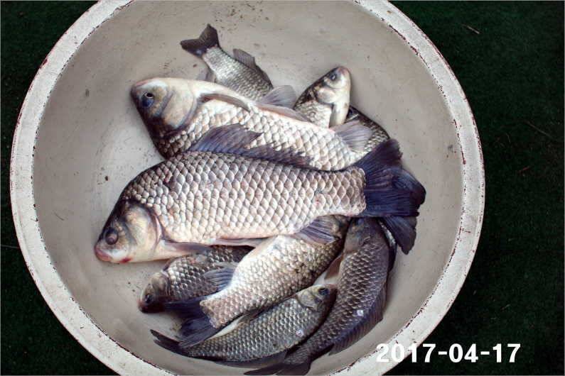 4짜 풍년 (유료터정보 - 유료터점주조황)