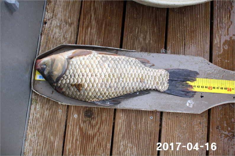 4짜 풍년 (유료터정보 - 유료터점주조황)